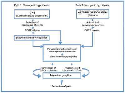 Estrogen-Dependent Changes in Dura Mater Microvasculature Add New Insights to the Pathogenesis of Headache